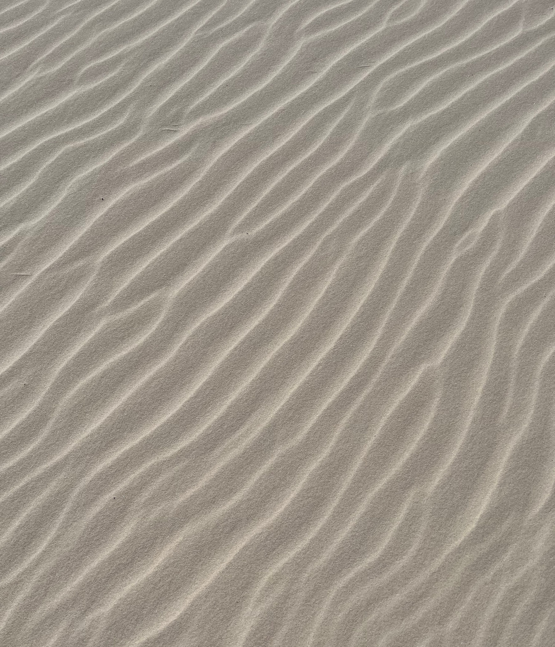 Soft light across repeating wind-shaped ridges in pale sand.