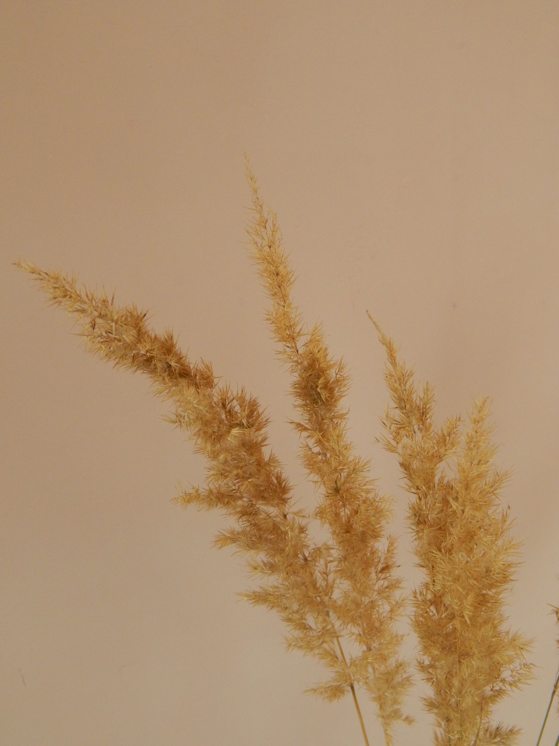 Delicate dried golden grasses against a warm beige background.